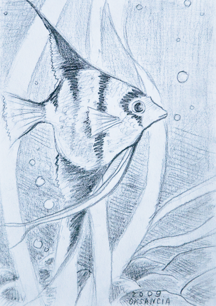 Pencil Drawings Fish