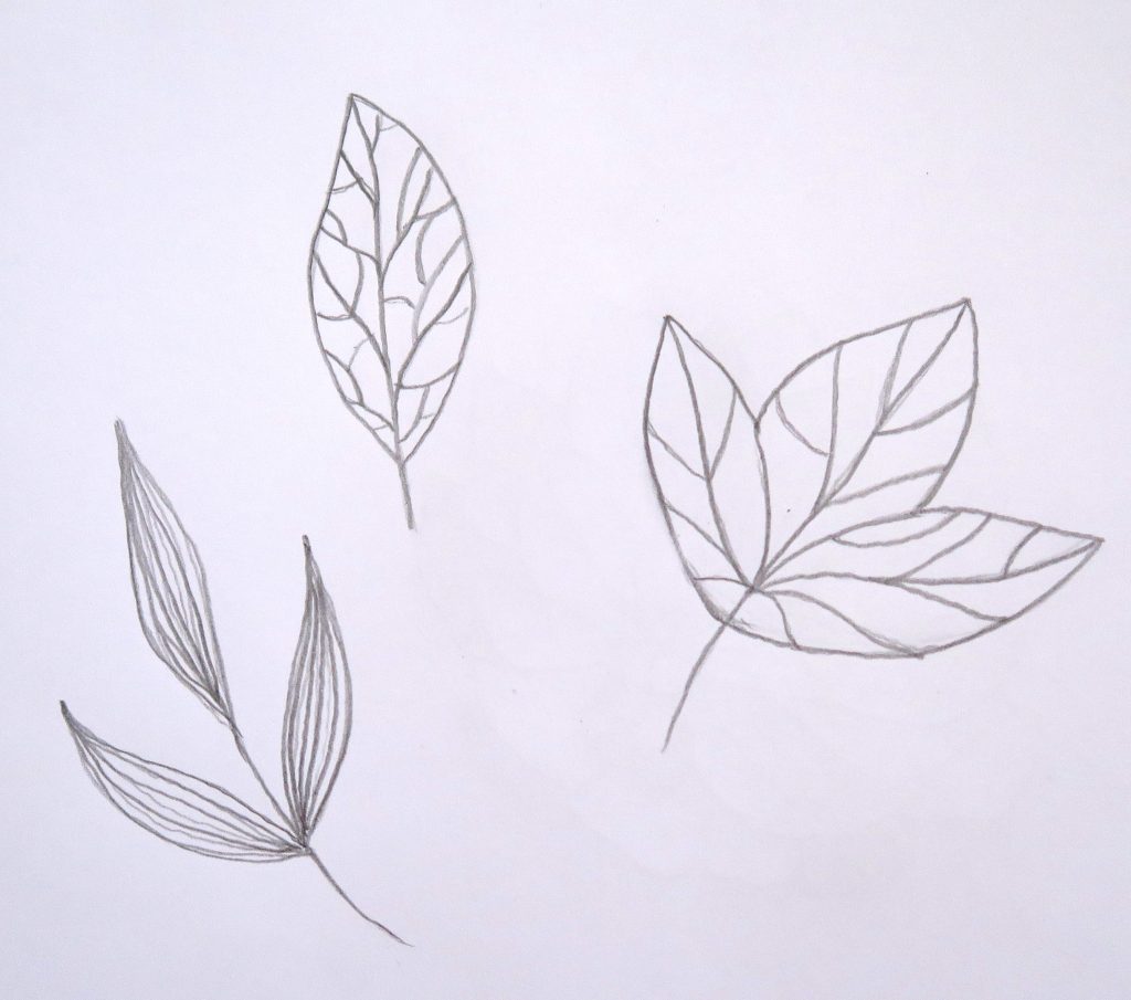 Pencil sketch of leaves for how to turn a sketch into a vector in Adobe Illustrator. How to draw vector leaves tutorial.